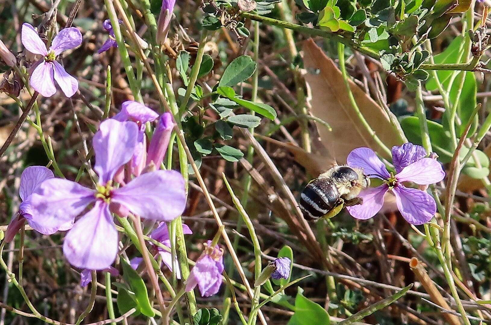 Слика од Moricandia moricandioides subsp. moricandioides