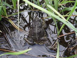 Image of Baxter's Toad