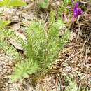 Image of Oxytropis inaria (Pall.) DC.