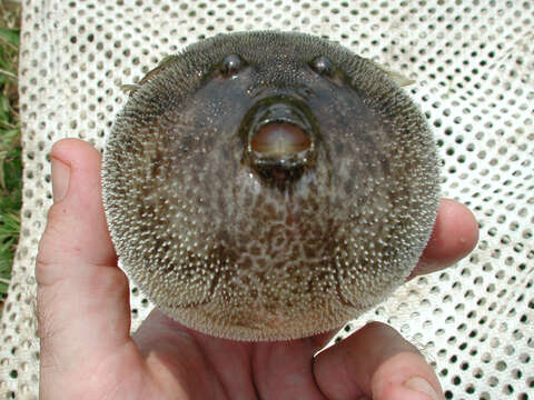 Image of Congo pufferfish