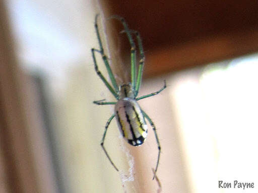 Image of Leucauge venusta (Walckenaer 1841)