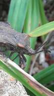 Image of Giant sweetpotato bug