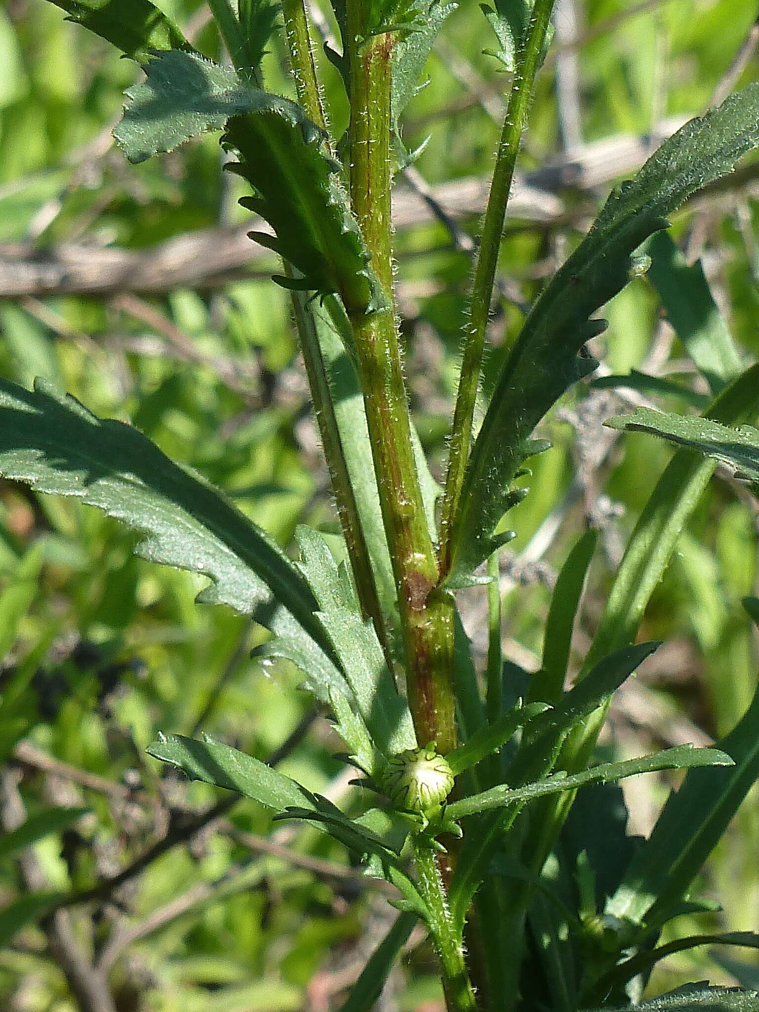 Image of Leucanthemum ircutianum (Turcz.) DC.