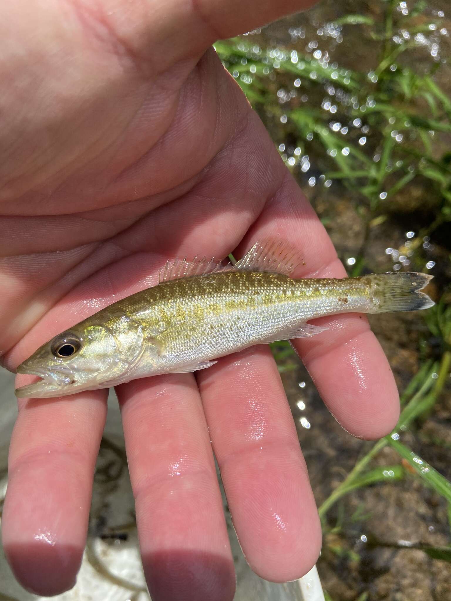 Image of Alabama bass