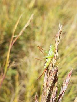 Image of Prairie Meadow Katydid