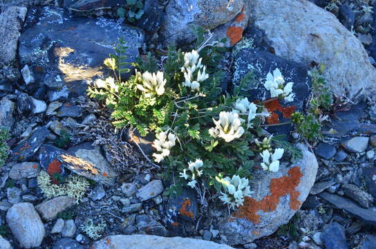 Imagem de Astragalus pseudoadsurgens Jurtzev