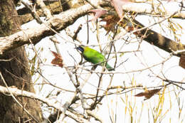 Image of Orange-bellied Leafbird