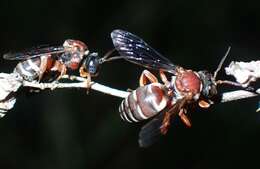 Imagem de Triepeolus rufithorax Graenicher 1928