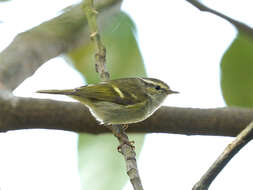 Image of Hume's Leaf Warbler