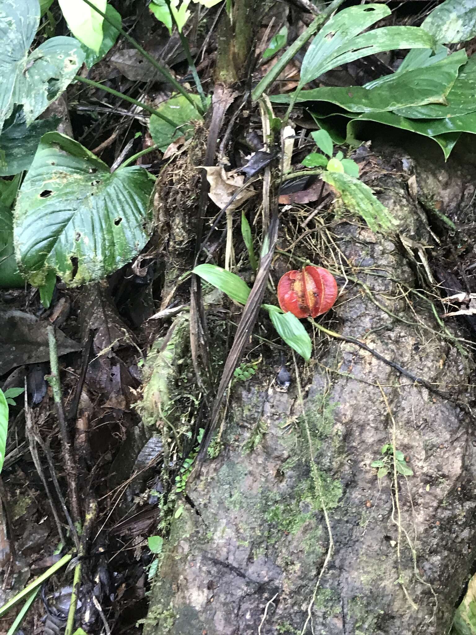 Imagem de Carpotroche platyptera Pittier