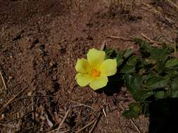 Image of Hibiscus aethiopicus var. aethiopicus