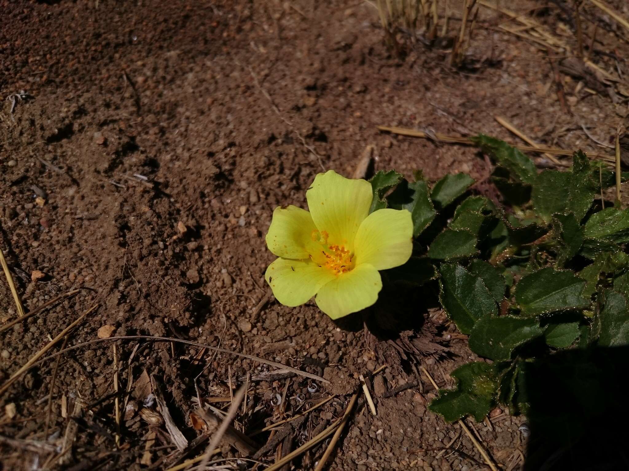 Image of Hibiscus aethiopicus var. aethiopicus