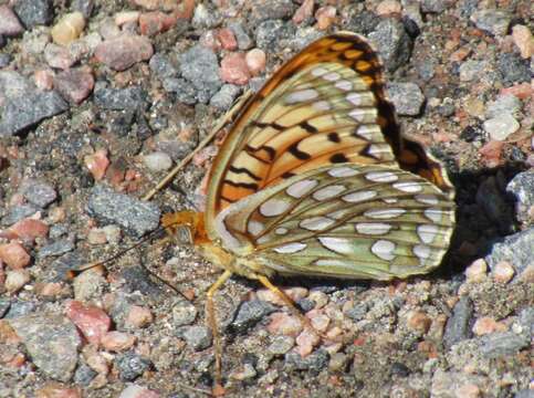 Image of Edwards' Fritillary