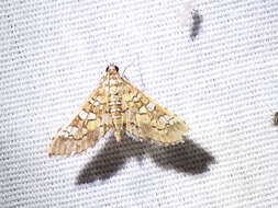 Image of Assembly Moth