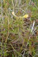 Pedicularis labradorica var. labradorica resmi