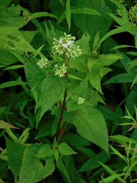 Image of Ageratina roanensis