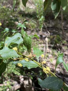 Acacia urophylla Benth. resmi