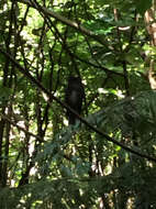 Image of North Island Robin