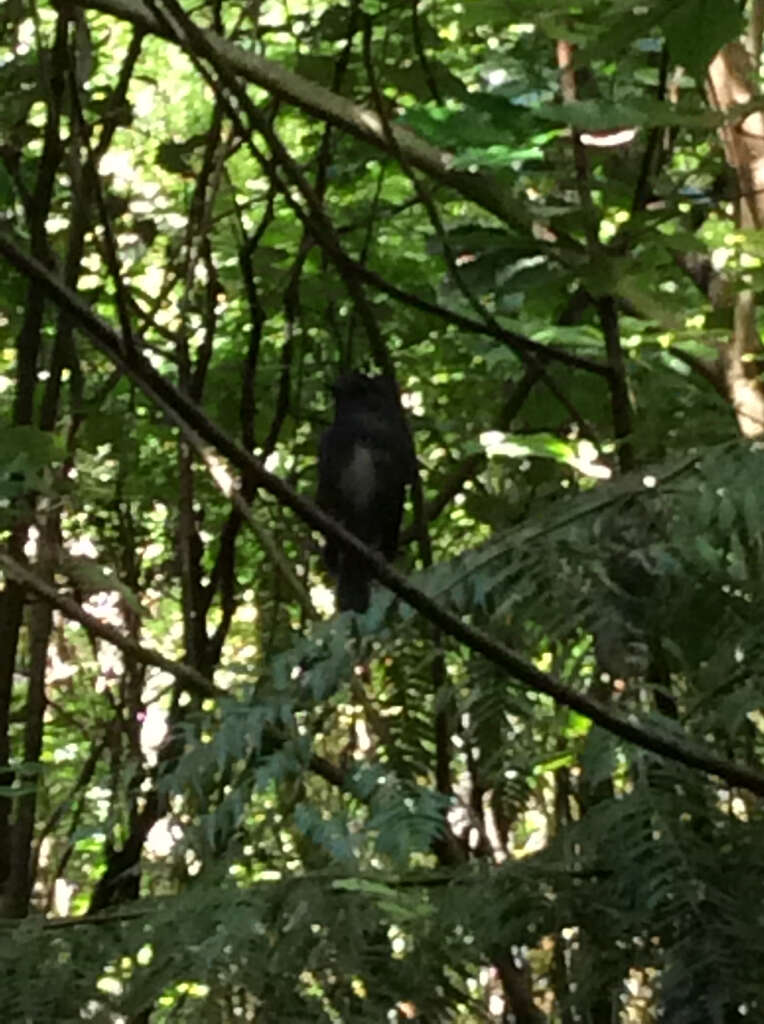 Image of North Island Robin