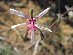 Image of Pelargonium oreophilum Schltr.