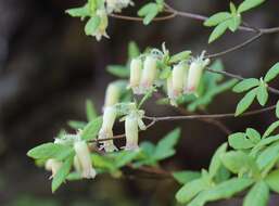 Image of Rhododendron benhallii Craven