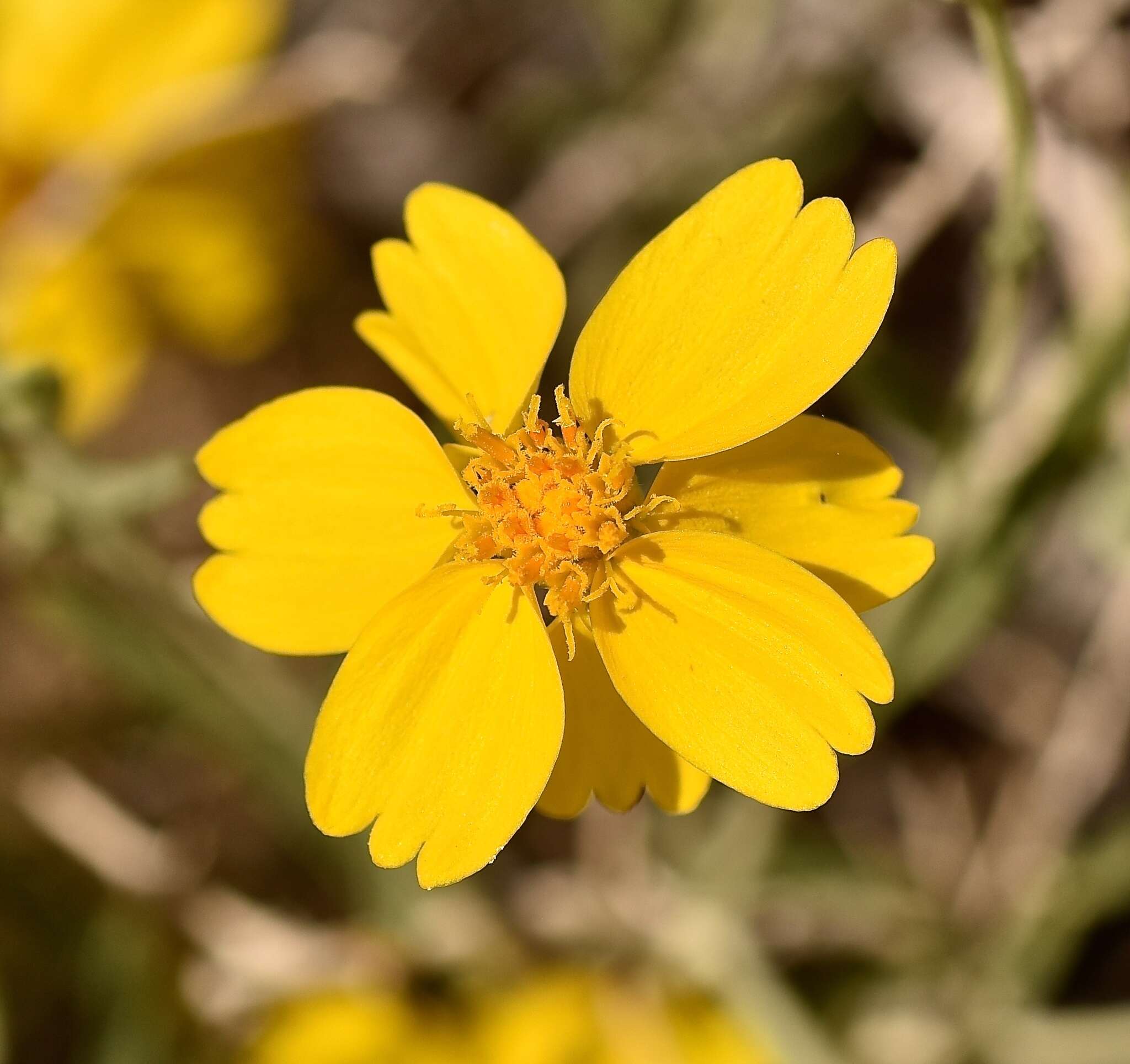 Image of Cooper's paper daisy