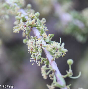 Image of Boscia foetida subsp. foetida