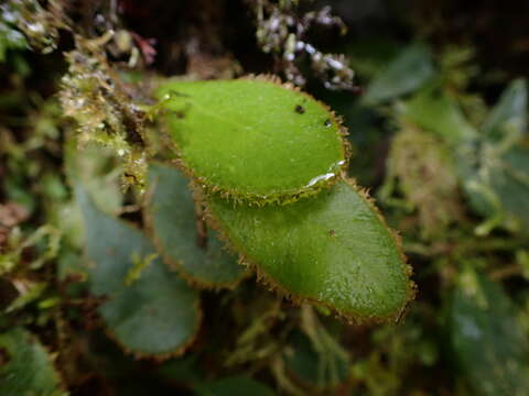 Image of Elaphoglossum luzonicum Copel.