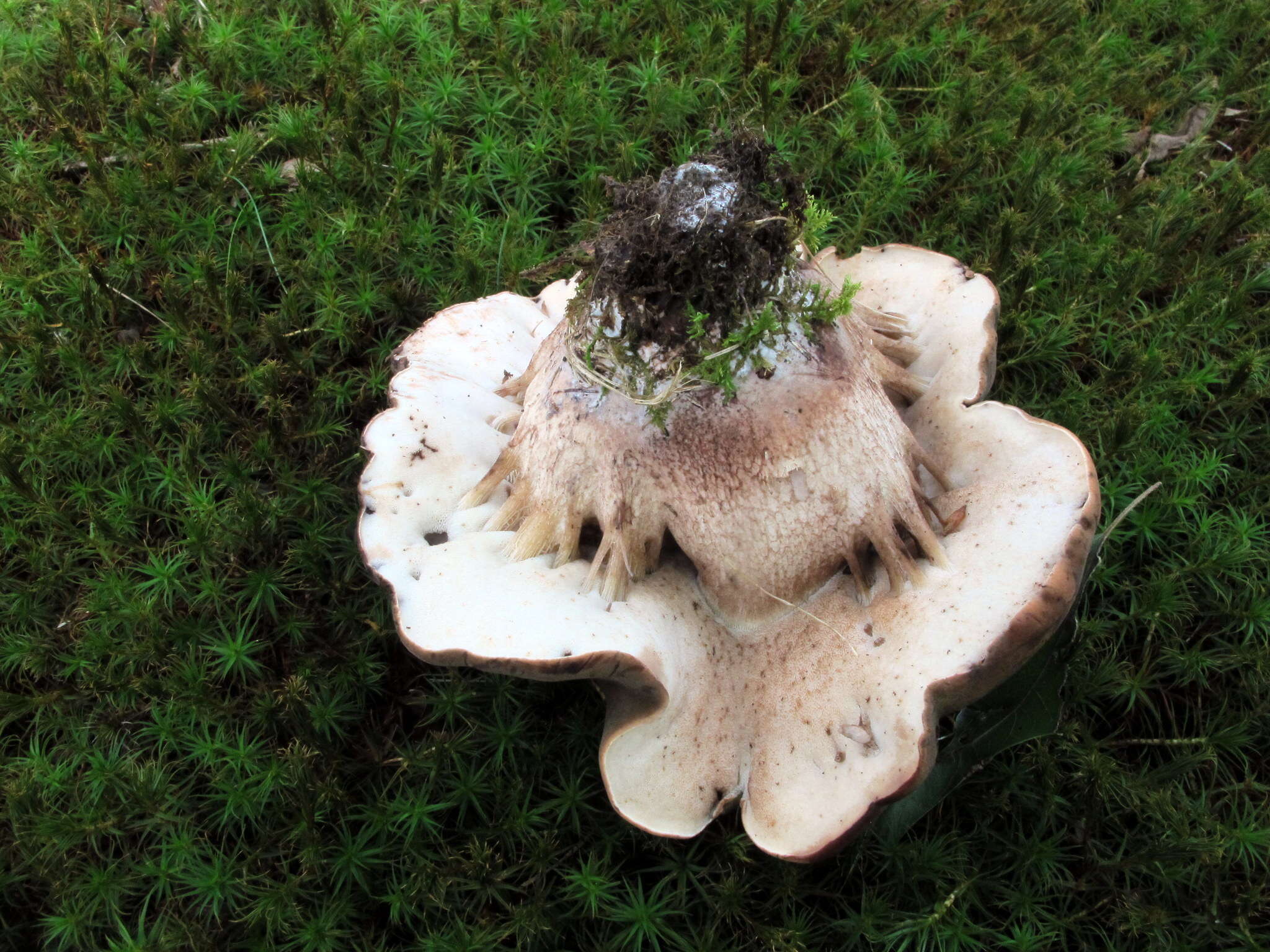 Image of Tylopilus variobrunneus Roody, A. R. Bessette & Bessette 1998