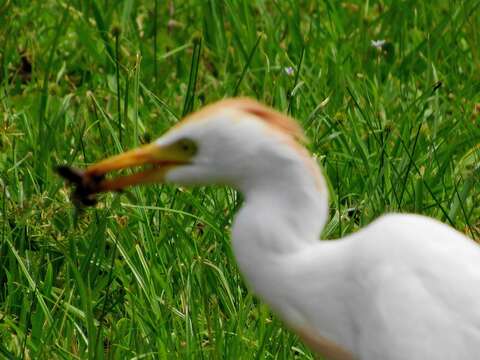 Image of Bubulcus ibis ibis