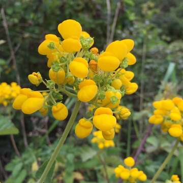 Image of Calceolaria integrifolia Murr.