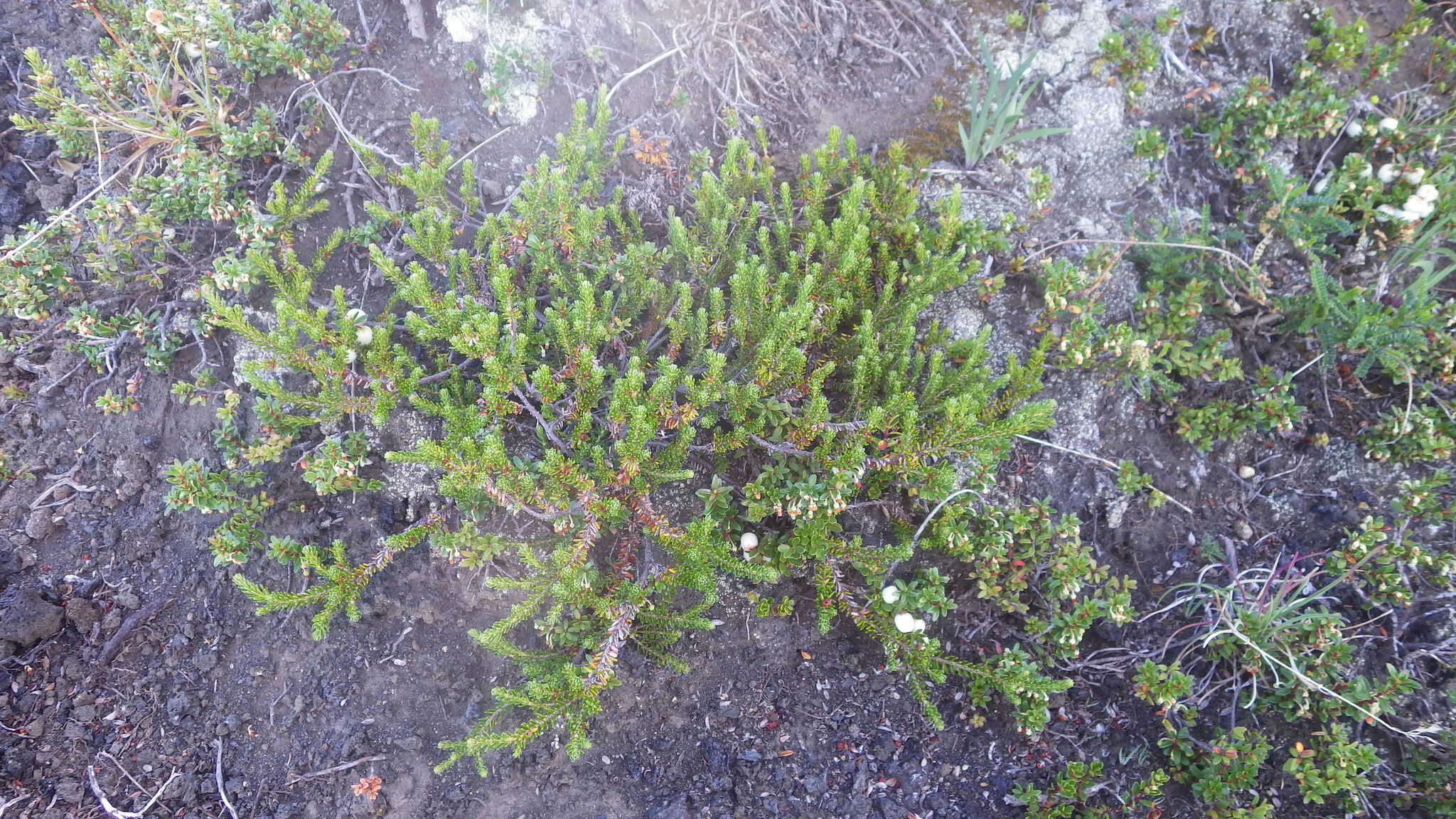 Image of Empetrum rubrum Vahl ex Willd.