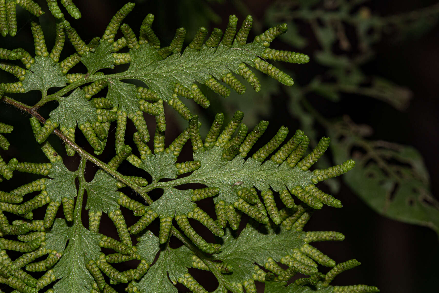 Image of Climbing fern