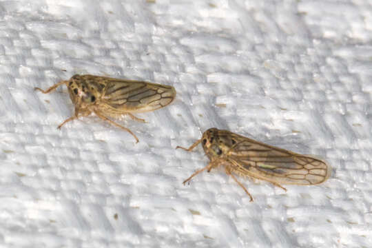 Image of Gray Lawn Leafhopper