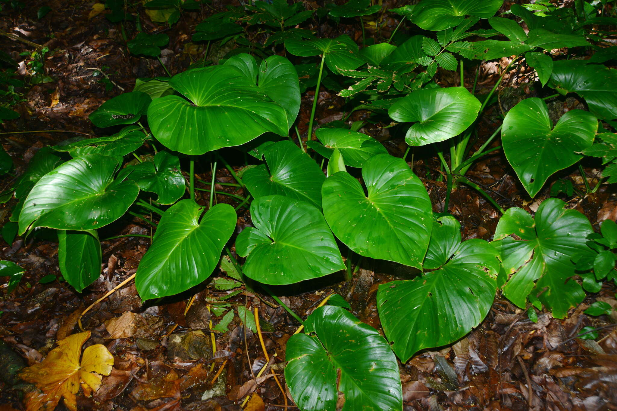 Image of Homalomena philippinensis Engl.