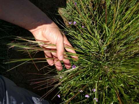 Image of purple needlegrass