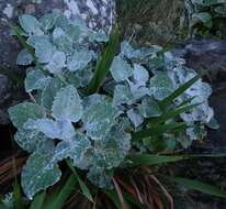 Image of Senecio verbascifolius Burm. fil.