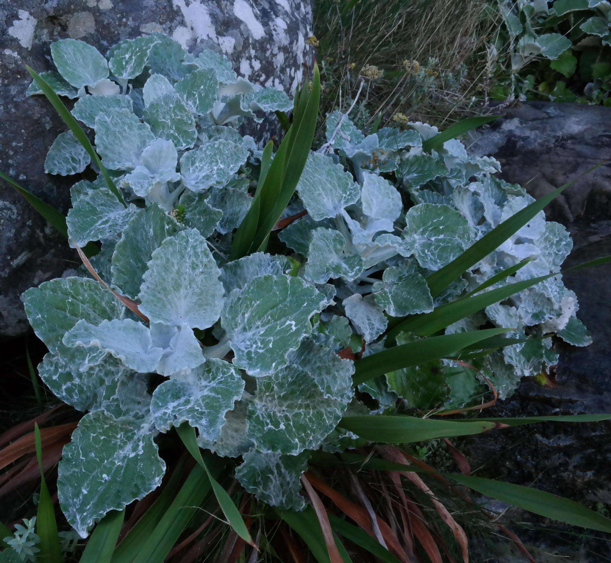 Plancia ëd Senecio verbascifolius Burm. fil.