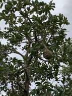 Image of Annona crassiflora Mart.