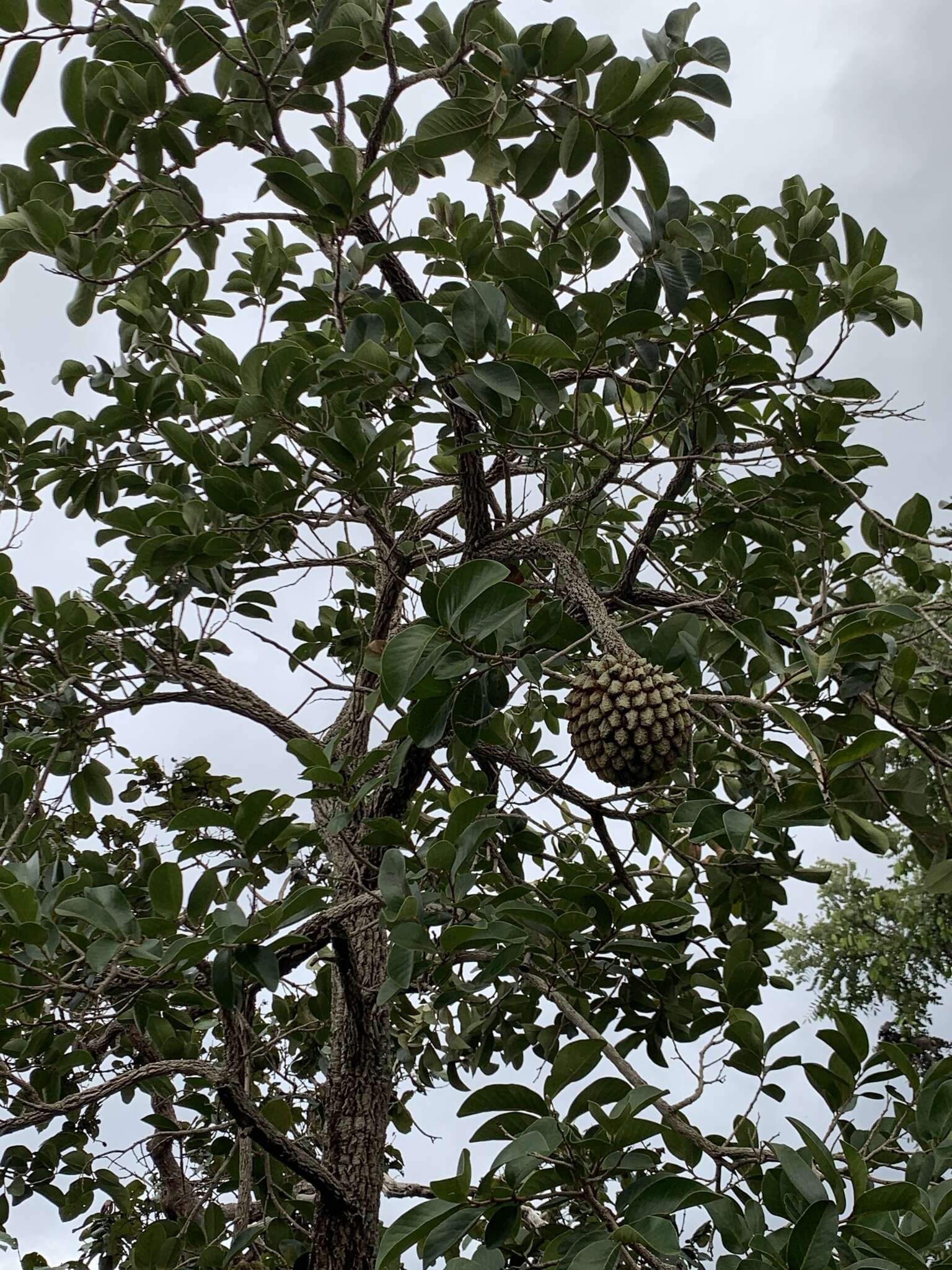 Image of Annona crassiflora Mart.