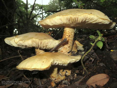 Image of Macrocybe titans (H. E. Bigelow & Kimbr.) Pegler, Lodge & Nakasone 1998