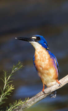 Image of Azure Kingfisher