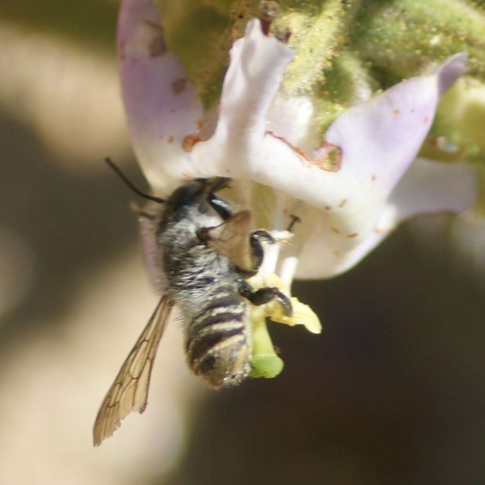 Image de Megachile zapoteca Cresson 1878