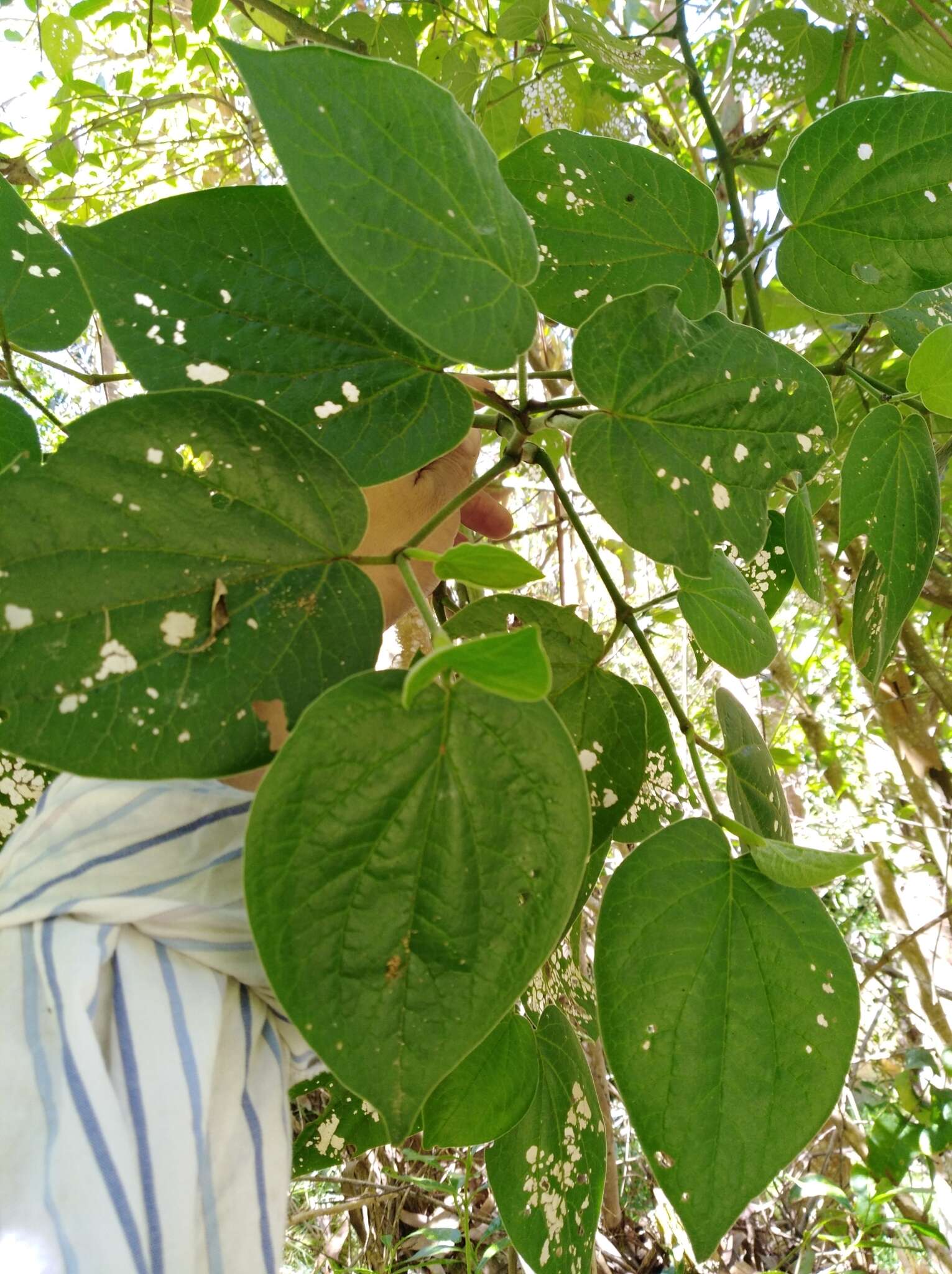 Image of Piper barbatum Kunth