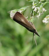 Image of Hypochalcia decorella Hübner