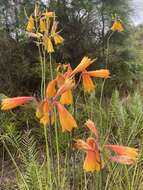 Image of Christmas Bells