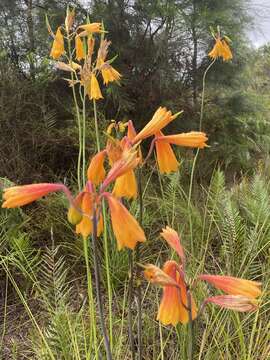 Image of Blandfordia grandiflora R. Br.