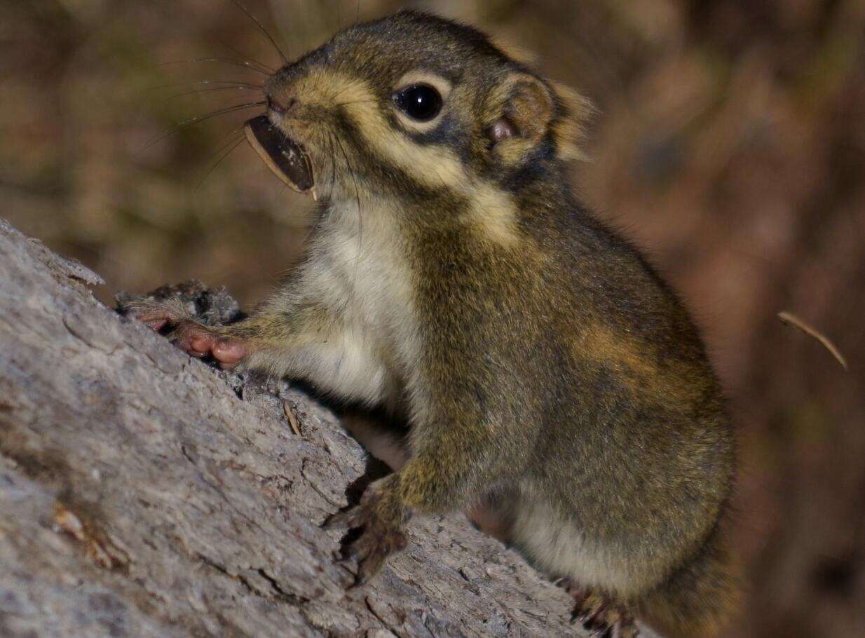 Image of Swinhoe's Striped Squirrel