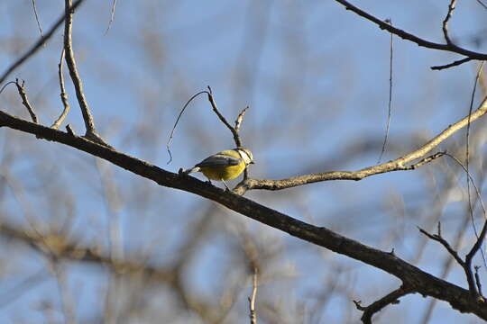 Imagem de Cyanistes caeruleus satunini Zarudny 1908