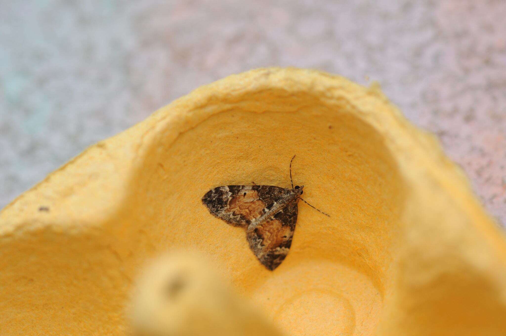 Image of common marbled carpet